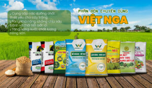 ជីរលាយយឺតជាអ្វី? ស្វែងយល់ពីវិធីប្រើជីរលាយយឺតឲ្យមានប្រសិទ្ធភាព Viet Nga Agri តែងតែកត់សម្គាល់ដល់ការត្រួតពិនិត្យគុណភាពយ៉ាងហោងហាត់ចាប់ពីការជ្រើសរើសគ្រឿងដើម ដល់ដំណើរការផលិត និងដល់ដំណាក់កាលដាក់កញ្ចប់។