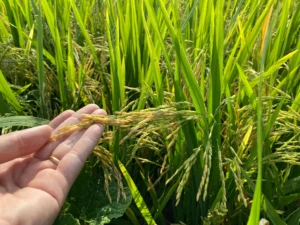 Các biện pháp xử lý và cải tạo đất nhiễm mặn