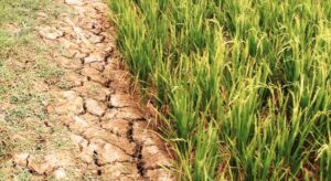 Biện pháp cải tạo và xử lý đất nhiễm mặn