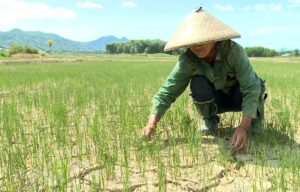 Khi đất nhiễm mặn, áp suất thẩm thấu tăng cao khiến rễ cây khó hấp thu nước và dinh dưỡng.