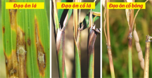 ការព្រមានជំងឺដាវអូនរដូវ វស្សាអំពល–រដូវរងា – កុំឱ្យស្លេកស្លាំងស្លឹក ស្លេកស្លាំងផ្កា បាត់បង់រដូវប្រមូលផលមាស ជំងឺដាវអូនស្ទើរតែចាប់ផ្តើមលើស្លឹកជាមុន ហើយបន្តរាលដាលទៅក ស្លេកស្លាំងផ្កា និងគ្រាប់