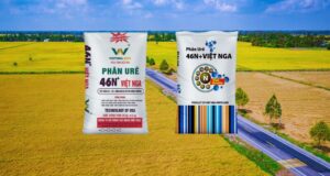 បច្ចេកទេសសាបព្រួសស្រូវនៅដើមរដូវវស្សា-រដូវផ្ការីក ខ្សែសង្វាក់ជីអ៊ុយរ៉េខ្មៅ Viet Nga ជួយកាត់បន្ថយការបាត់បង់អាសូត ដោយគាំទ្រដល់កសិករឱ្យត្រៀមខ្លួនសម្រាប់ដំណាំដែលមានសុខភាពល្អជាមួយនឹងស្លឹក និងរុក្ខជាតិរឹងមាំ។