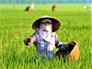 Sử Dụng Phân DAP Để Kích Rễ Và Hạ Phèn Cho Đất Lúa Đầu Vụ Sử Dụng Phân DAP Để Kích Rễ Và Hạ Phèn Cho Đất Lúa Đầu Vụ