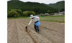 Vai Trò Của Bón Lót Trong Cải Tạo Đất Và Nâng Cao Độ Phì Nhiêu Canh Tác Bón lót giúp cải thiện rõ rệt cấu trúc vật lý của đất, đặc biệt là những chân đất canh tác lâu năm, dễ bị chai cứng và nén chặt.