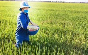 Sử Dụng Phân DAP Để Kích Rễ Và Hạ Phèn Cho Đất Lúa Đầu Vụ Bón phân DAP đúng thời điểm là yếu tố rất quan trọng.
