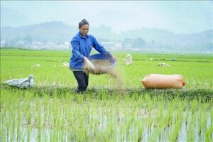 Bí Quyết Phối Trộn Phân NPK Việt Nga Giúp Cây Trồng Hấp Thụ Tốt Nhất Bí quyết phối trộn và sử dụng Phân NPK hiệu quả