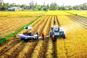 Quản Lý Dinh Dưỡng Cho Cây Lúa Theo Từng Giai Đoạn Từ Sạ Đến Thu Hoạch Quản Lý Dinh Dưỡng Cho Cây Lúa Theo Từng Giai Đoạn Từ Sạ Đến Thu Hoạch