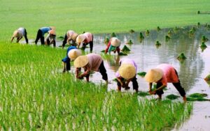 Quản lý dinh dưỡng cây lúa theo từng giai đoạn sinh trưởng Quản lý dinh dưỡng cây lúa theo từng giai đoạn sinh trưởng