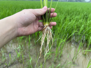 Cách Chọn Phân NPK Cho Lúa Vụ Hè Thu Hiệu Quả, Tăng Năng Suất Giai đoạn đẻ nhánh được xem là một trong những giai đoạn quan trọng nhất trong quá trình sinh trưởng của cây lúa