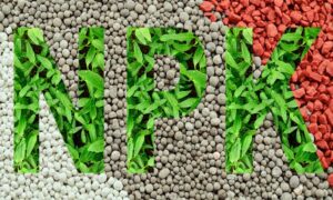 Cây lúa cần được cung cấp đầy đủ và cân đối ba nguyên tố dinh dưỡng chính là đạm (N), lân (P) và kali (K). Cây lúa cần được cung cấp đầy đủ và cân đối ba nguyên tố dinh dưỡng chính là đạm (N), lân (P) và kali (K).