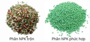 Cách Chọn Phân NPK Cho Lúa Vụ Hè Thu Hiệu Quả, Tăng Năng Suất Nên chọn NPK trộn hay NPK chuyên dùng cho lúa?