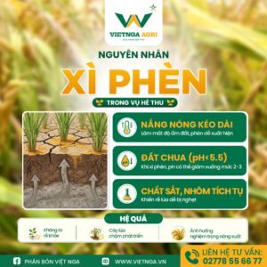 "Xì Phèn" là gì ? Vì sao Phèn xuất hiện nhiều trong Vụ Hè Thu ? "Xì Phèn" là gì ? Vì sao Phèn xuất hiện nhiều trong Vụ Hè Thu ?