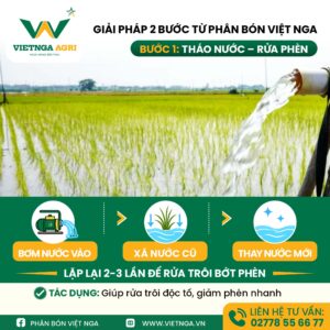 Quy Trình Khắc Phục Xì Phèn Theo Giải Pháp Phân Bón Việt Nga Quy Trình Khắc Phục Xì Phèn Theo Giải Pháp Phân Bón Việt Nga