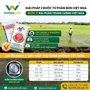Quy Trình Khắc Phục Xì Phèn Theo Giải Pháp Phân Bón Việt Nga Quy Trình Khắc Phục Xì Phèn Theo Giải Pháp Phân Bón Việt Nga