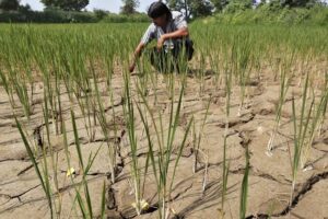 El Nino làm gia tăng rủi ro năng suất trong khu vực Đông Nam Á El Nino làm gia tăng rủi ro năng suất trong khu vực Đông Nam Á