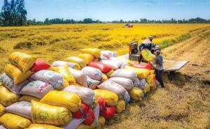 Nguồn cung gạo toàn cầu đứng trước rủi ro: Giá phân bón tăng và El Nino sẽ tác động ra sao đến vụ lúa 2026? Nguồn cung gạo toàn cầu đứng trước rủi ro: Giá phân bón tăng và El Nino sẽ tác động ra sao đến vụ lúa 2026?