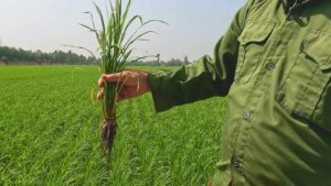 Dinh dưỡng cân đối giúp bộ rễ phát triển tốt, cây cứng khỏe, đẻ nhánh hữu hiệu, đòng phát triển đồng đều và hạt chắc hơn khi thu hoạch. Dinh dưỡng cân đối giúp bộ rễ phát triển tốt, cây cứng khỏe, đẻ nhánh hữu hiệu, đòng phát triển đồng đều và hạt chắc hơn khi thu hoạch.
