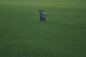 Bộ Phân Bón Chuyên Dùng Cho Lúa Việt Nga 22-15-8+TE và 19-7-25+TE – Giải Pháp Dinh Dưỡng Theo Từng Giai Đoạn Sinh Trưởng Bón phân hợp lý cần được kết hợp với việc quản lý nước, theo dõi sâu bệnh và áp dụng các biện pháp chăm sóc phù hợp trong từng giai đoạn sinh trưởng.